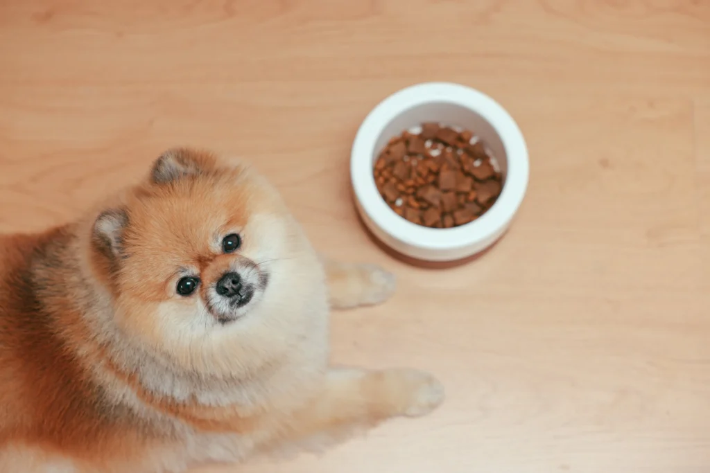 A dog engaged in play, showcasing the link between exercise, happiness, and allergy resilience, fueled by the best dog foods for allergies.