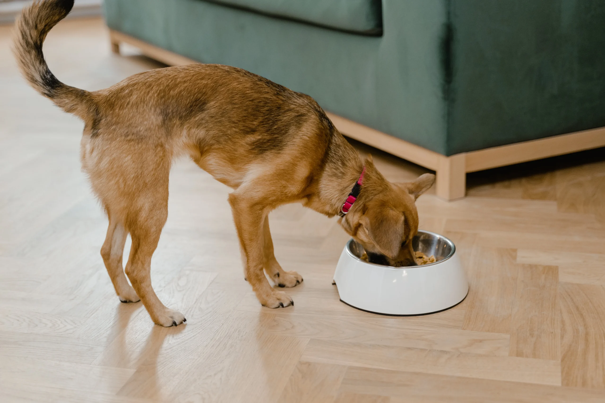 A bowl filled with the best dog foods for allergies, emphasizing the importance of tailored nutrition for dogs with sensitivities.