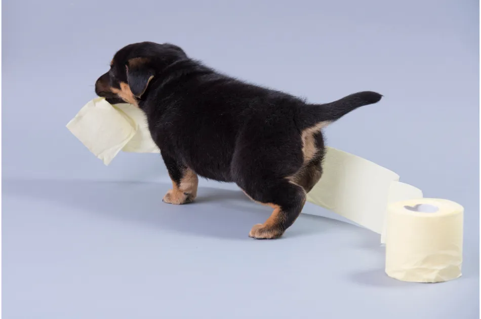 "Toilet Training a Puppy in 7 Days