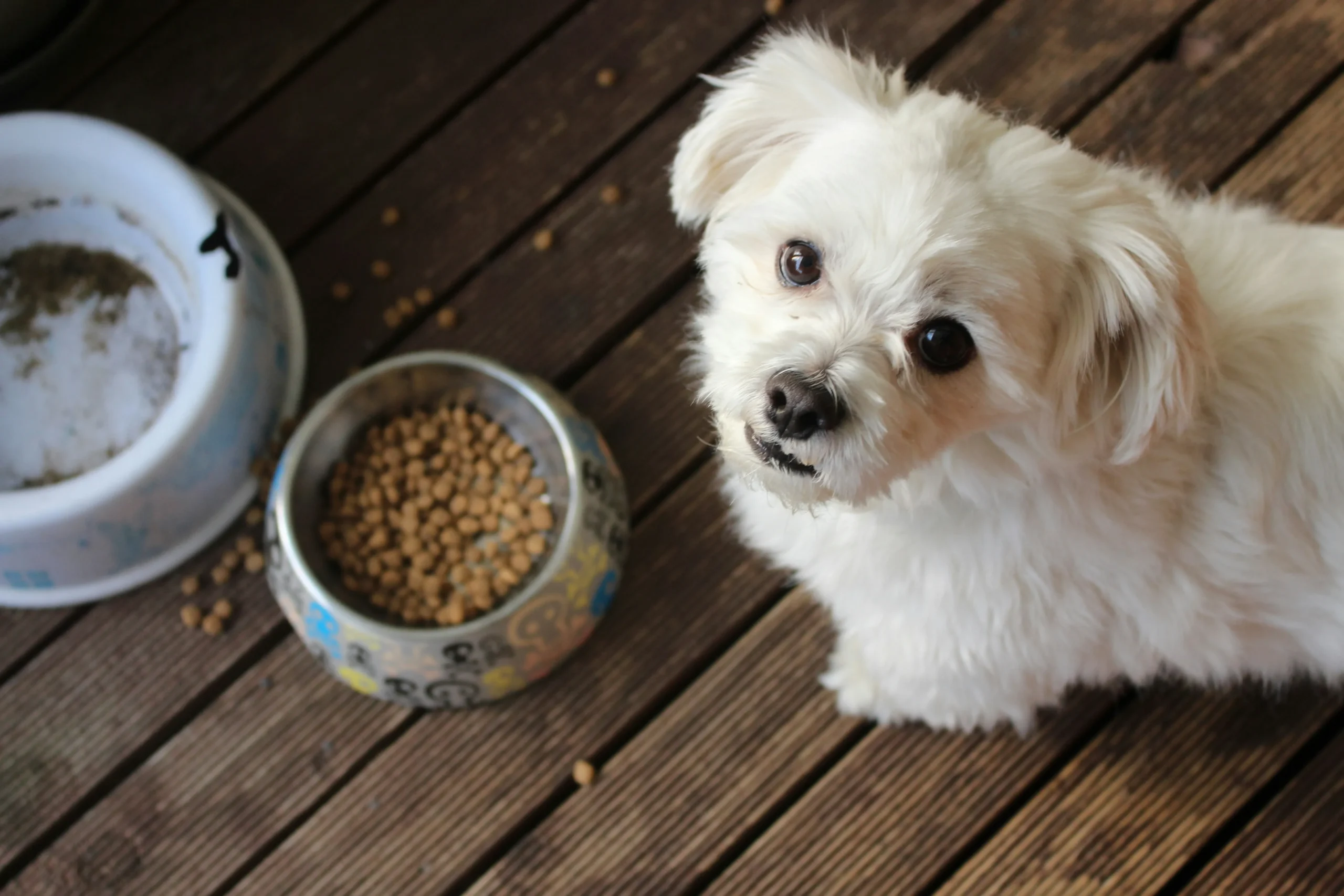 A variety of dog food brands arranged on a shelf, showcasing the 10 best affordable options for your furry friend