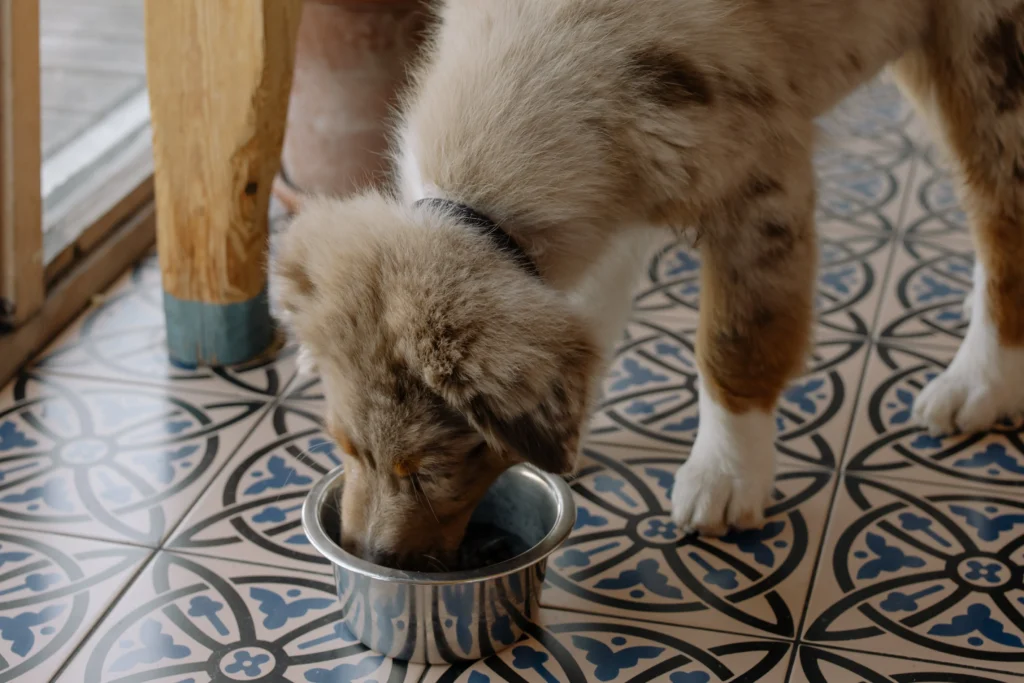 Illustration combining a budget icon with a dog bowl, symbolizing the intersection of savings and quality in affordable dog nutrition.