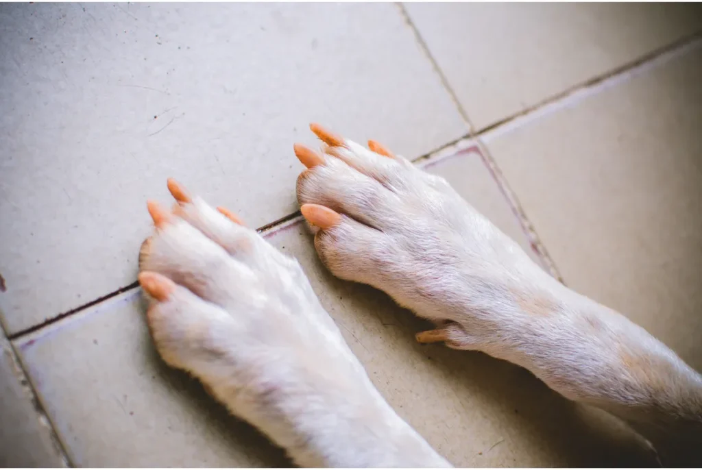 A close-up of specialized dog nail clippers in action, emphasizing precision and safety.