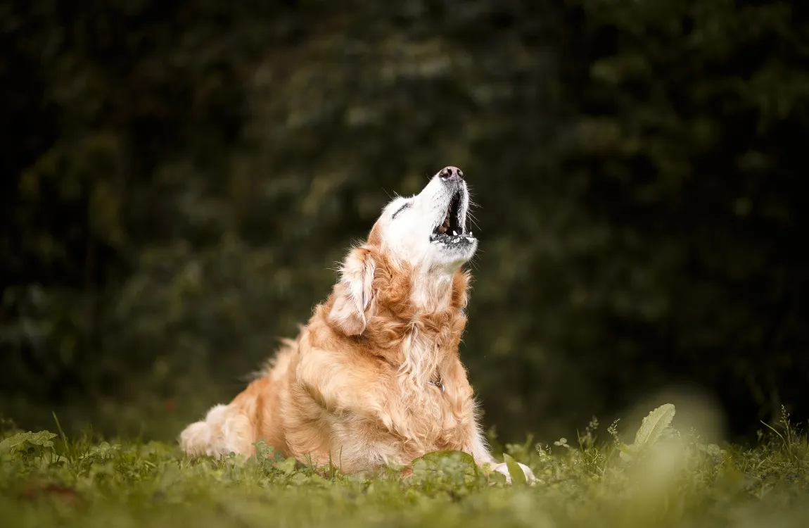 Image of a dog howling under the moonlight