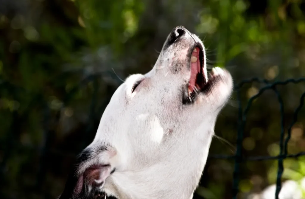 An infographic explaining the reasons why dogs howl at night  