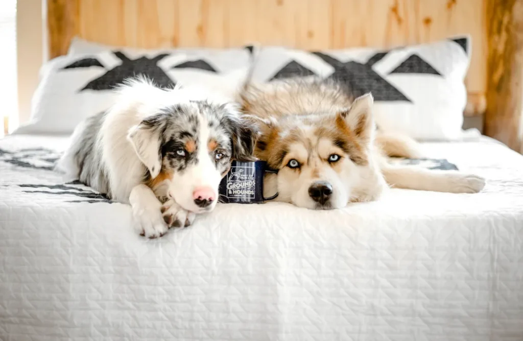 Dog relaxing in comfortable crate - alternative to peeing on bed"