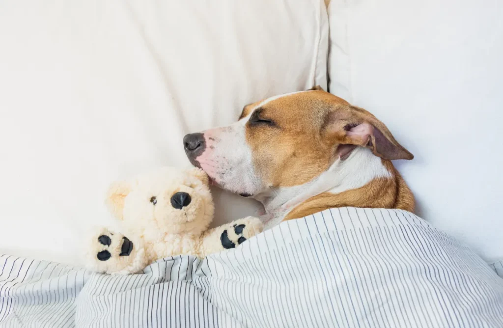 "Bed with aluminum foil and dog toy - deterring dog from peeing on bed"