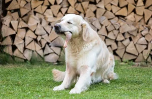 HOW TO COOK CHICKEN FEET FOR DOGS