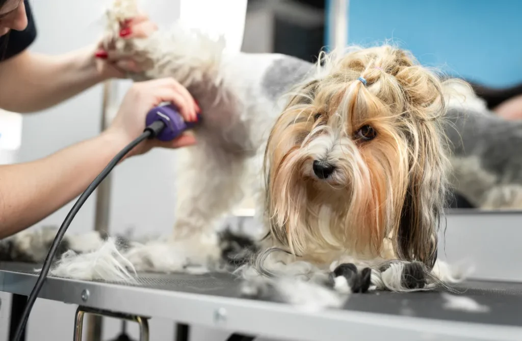 "Close-up image showing a dog's smooth and freshly shaved coat"