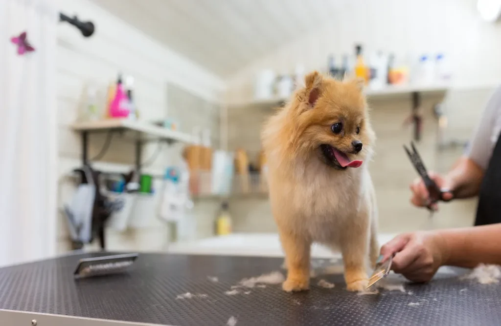 "Smiling dog being groomed with clippers"