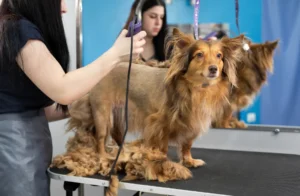 Comparison image showing a dog before and after shaving"