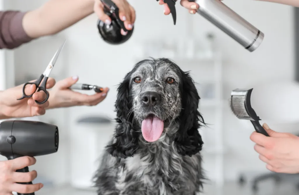 "Various grooming tools including clippers, scissors, and brushes"