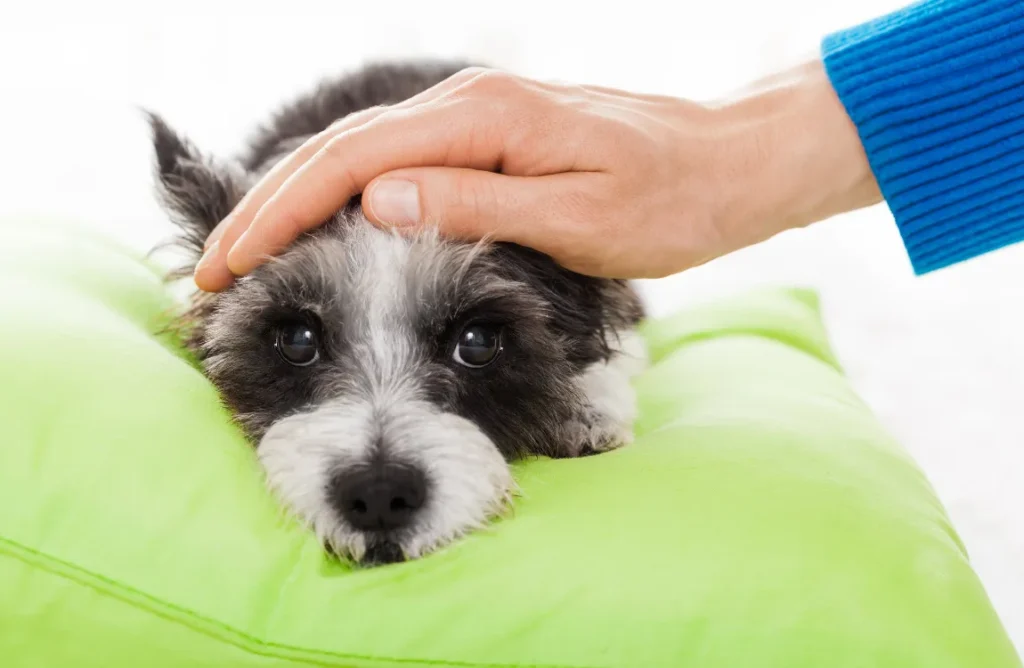 Owner applying DIY healthcare techniques to comfort their dog with a fever.