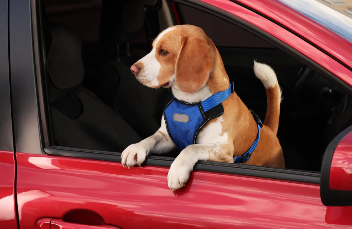 Happy dog with head out of car window, enjoying the breeze