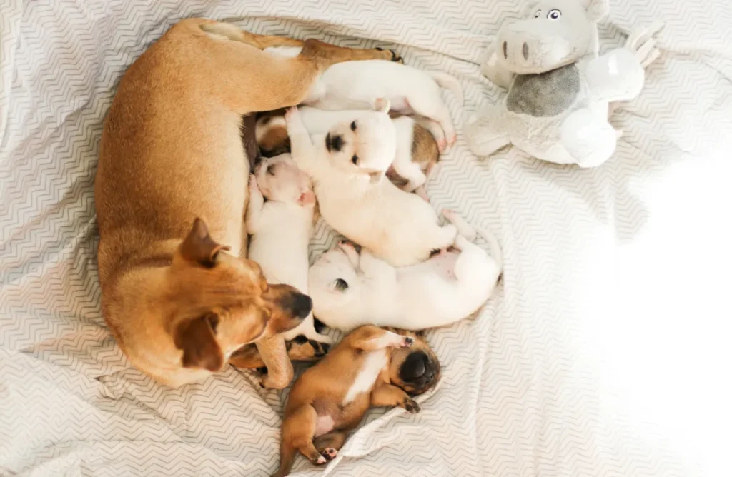 Puppies in a Whelping Box