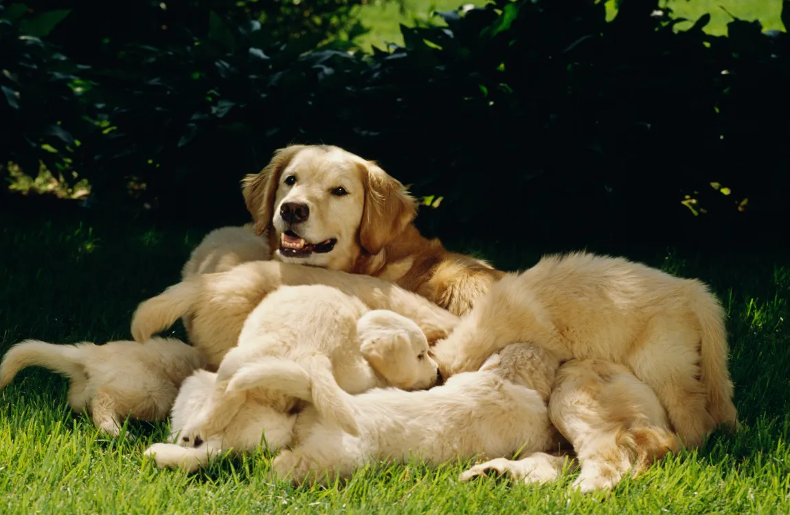 Dog with Puppies