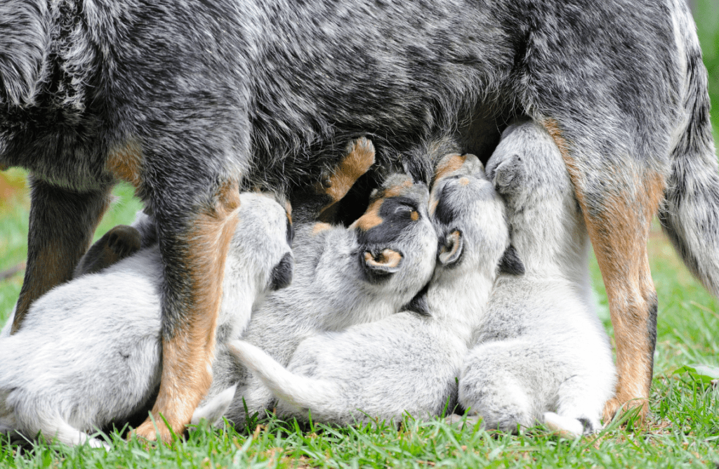 Canine Reproduction Cycle