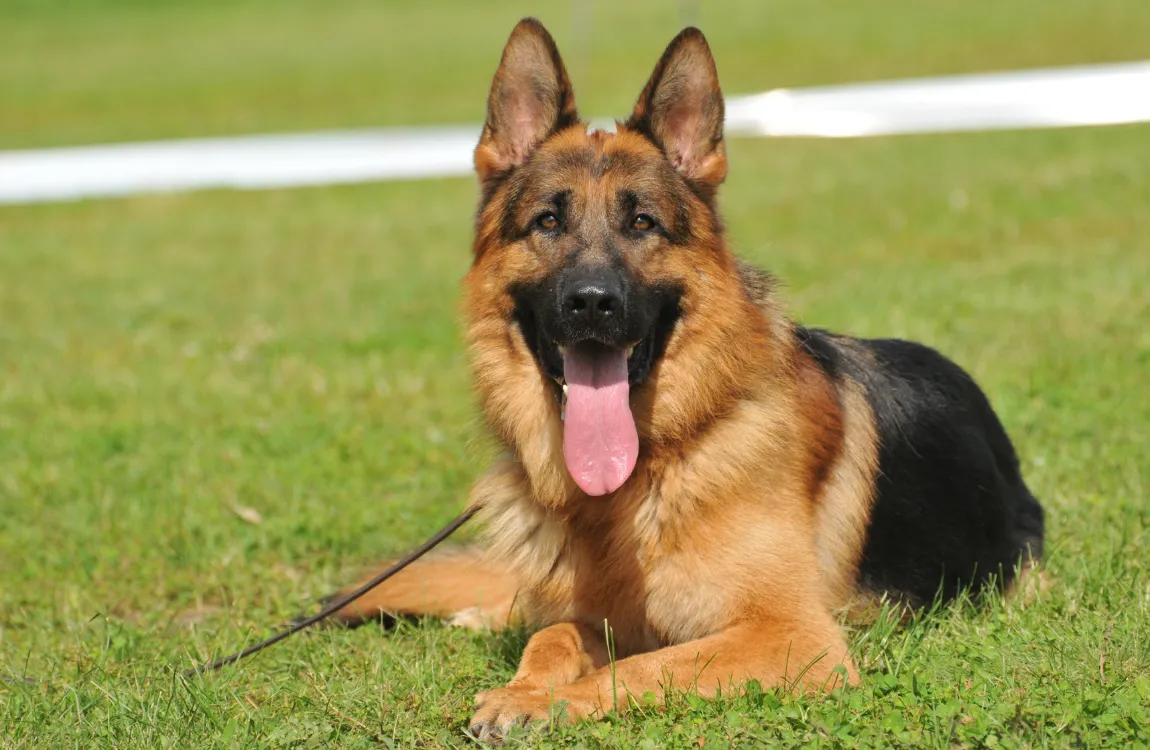 German shepherd puppy sitting on grass