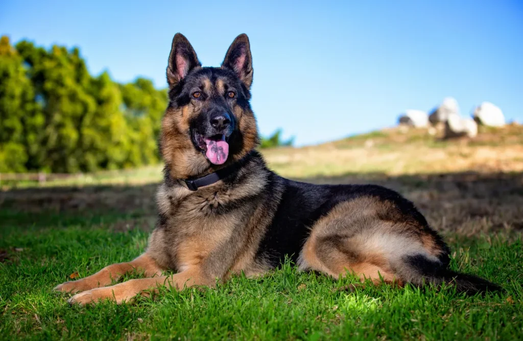 German shepherd surrounded by price tags