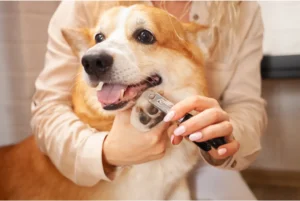 A patient dog receiving a nail trim, showcasing a calm approach to handling uncooperative behavior during the process.