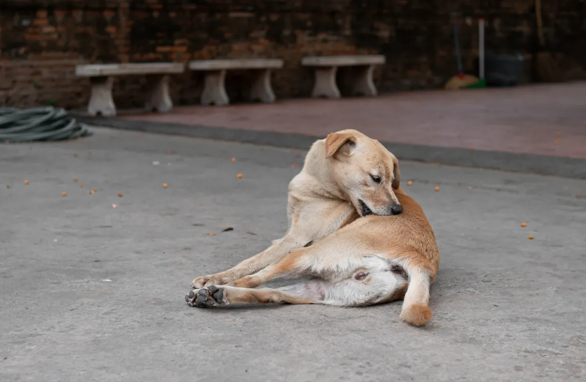 Cleaning a dog's irritated anus with gentle care