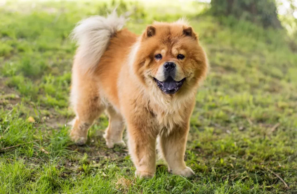 "A Chow Chow German Shepherd Mix cuddling affectionately with its owner.