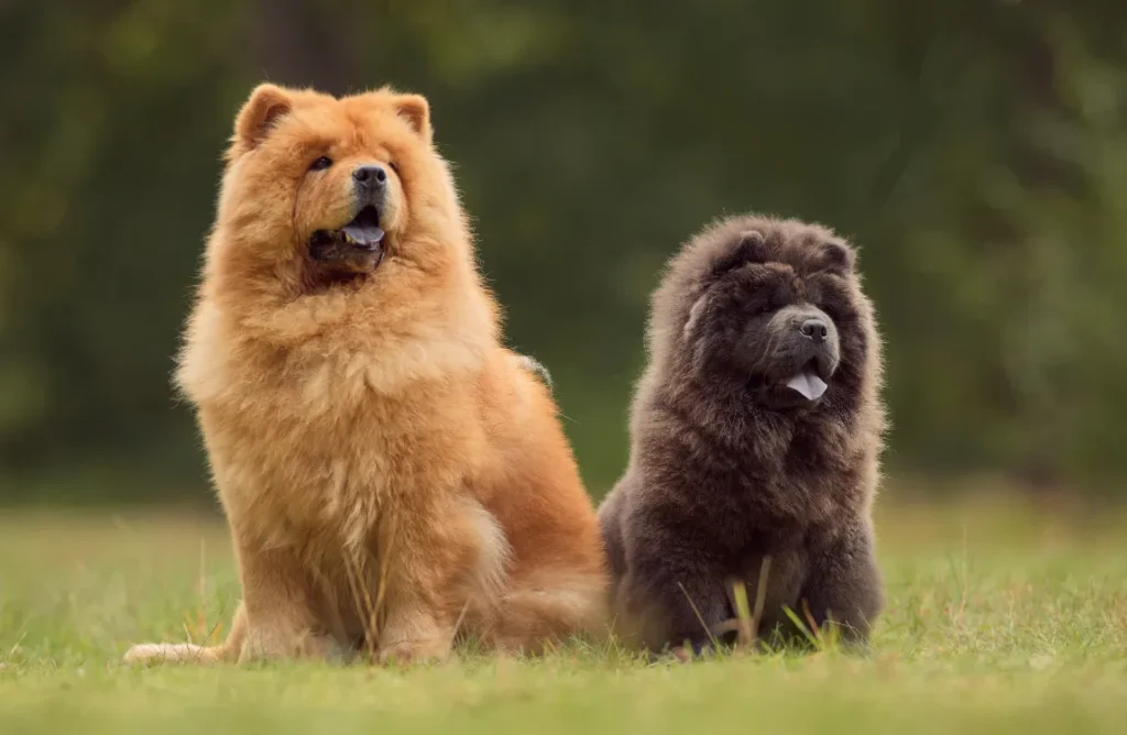 An adorable Chow Chow German Shepherd Mix puppy playing in the grass.