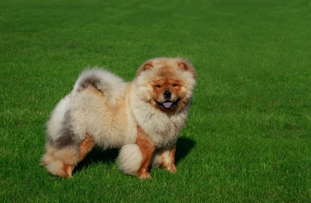 A close-up portrait of a Chow Chow German Shepherd Mix with striking features.