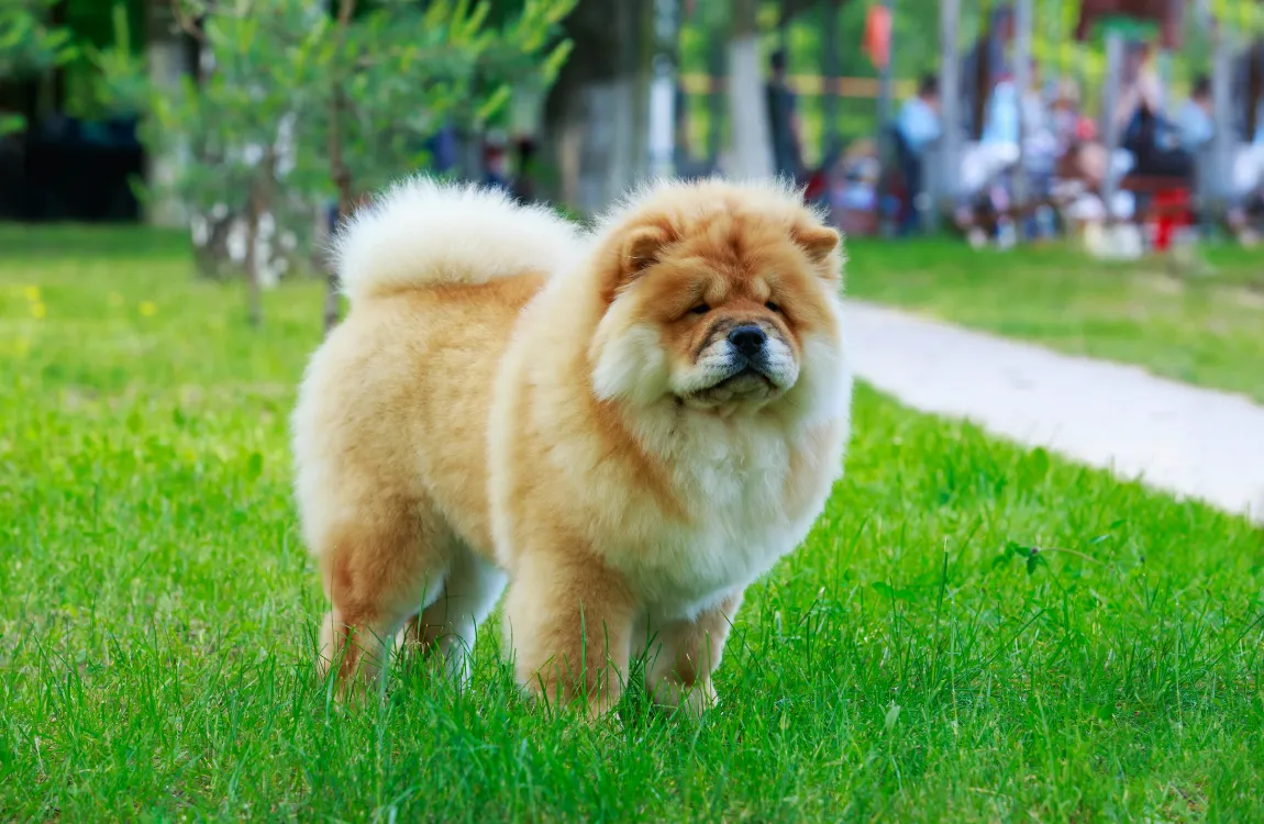 A regal Chow Chow German Shepherd Mix dog standing proudly.