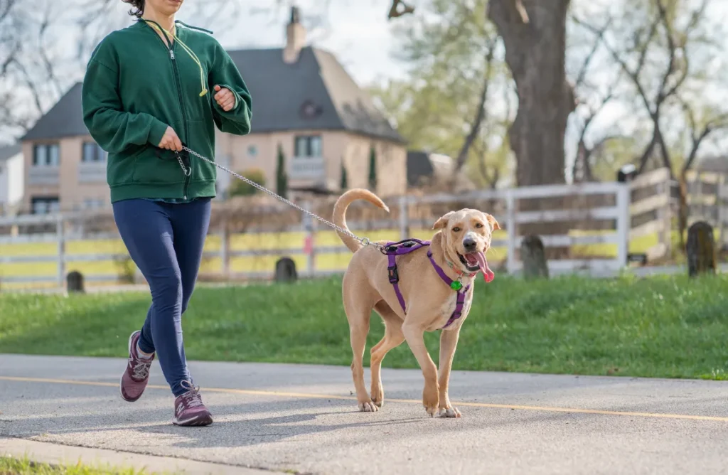 A smiling dog walking beside its owner on a loose leash.