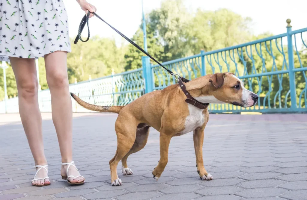  A happy dog walking beside its owner on a leash without pulling.