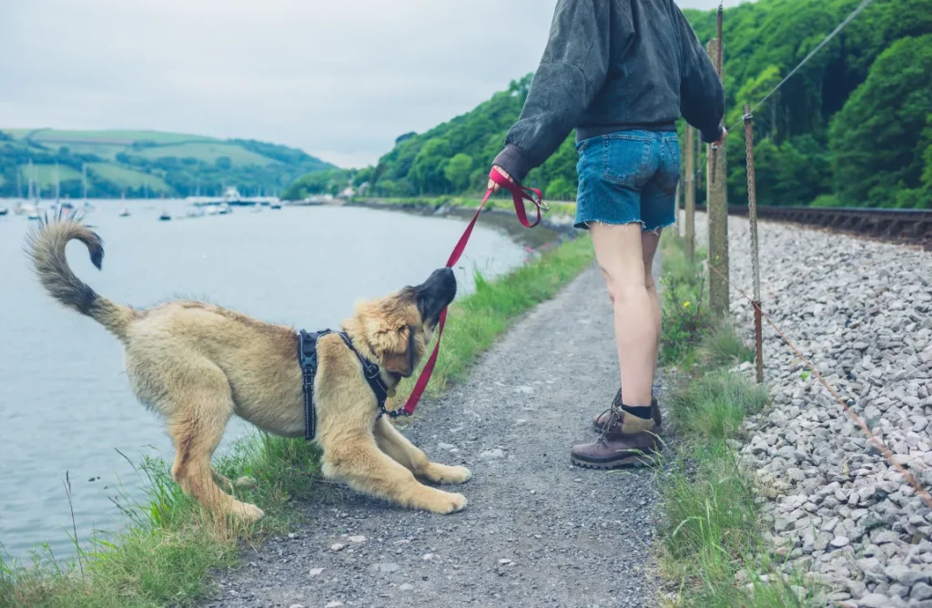 A dog and its owner walking peacefully together, demonstrating proper leash manners.