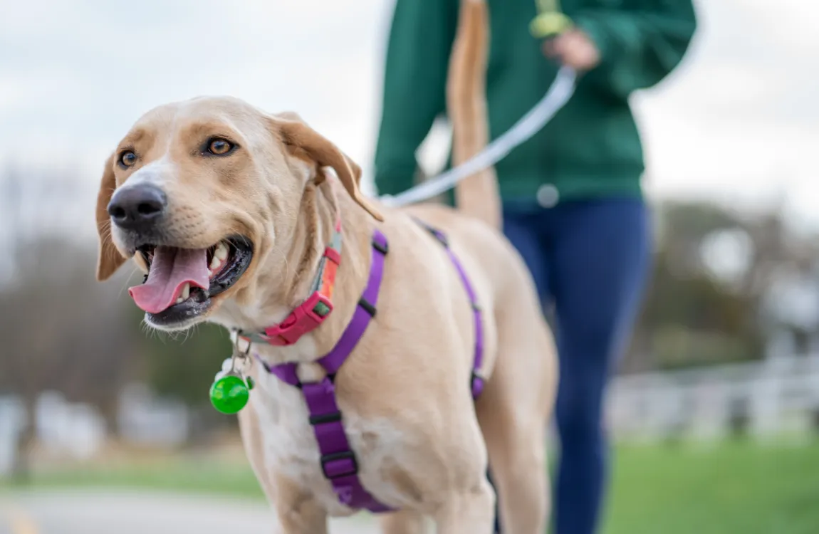 A dog walking calmly beside its owner on a leash, demonstrating proper leash manners.