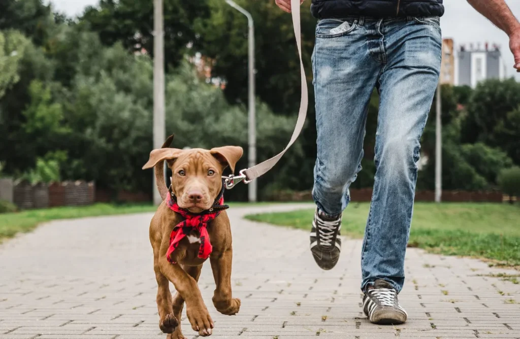 An owner gently guiding their dog's leash while walking.