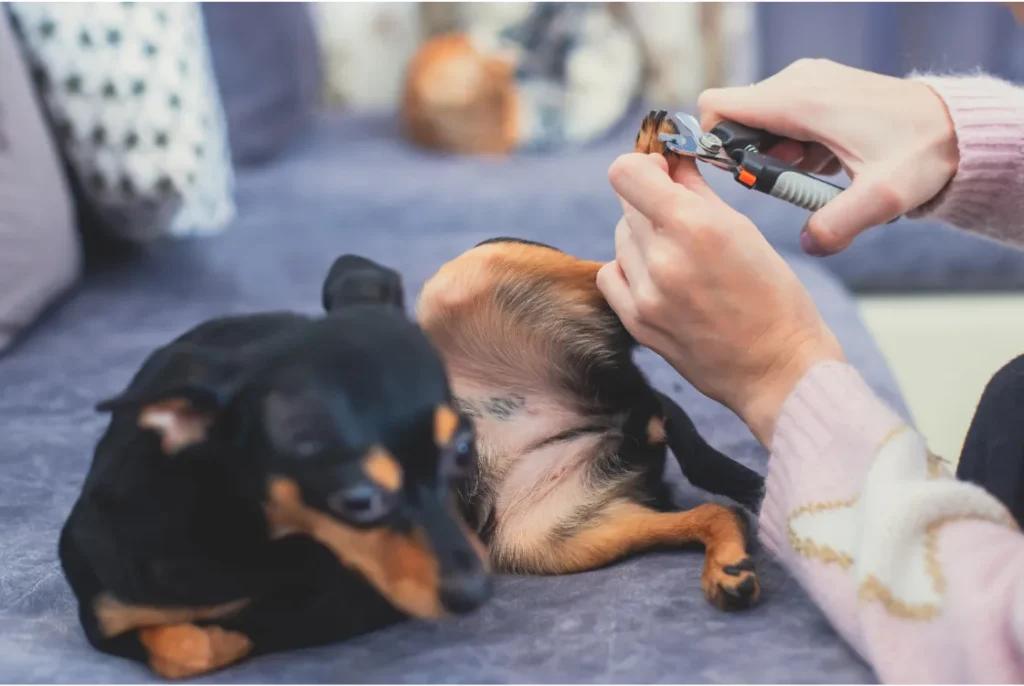 A canine pedicure session in progress, showcasing the careful trimming process with a focus on canine comfort.