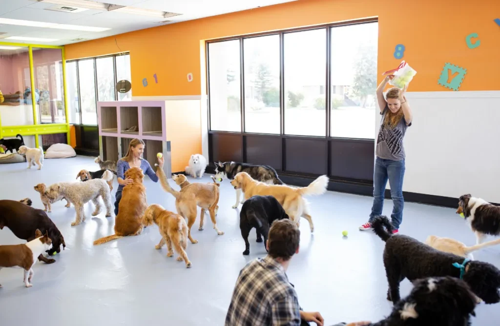 Table illustrating average doggy daycare fees and services