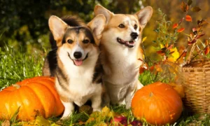 How to Cook Pumpkin for Dogs