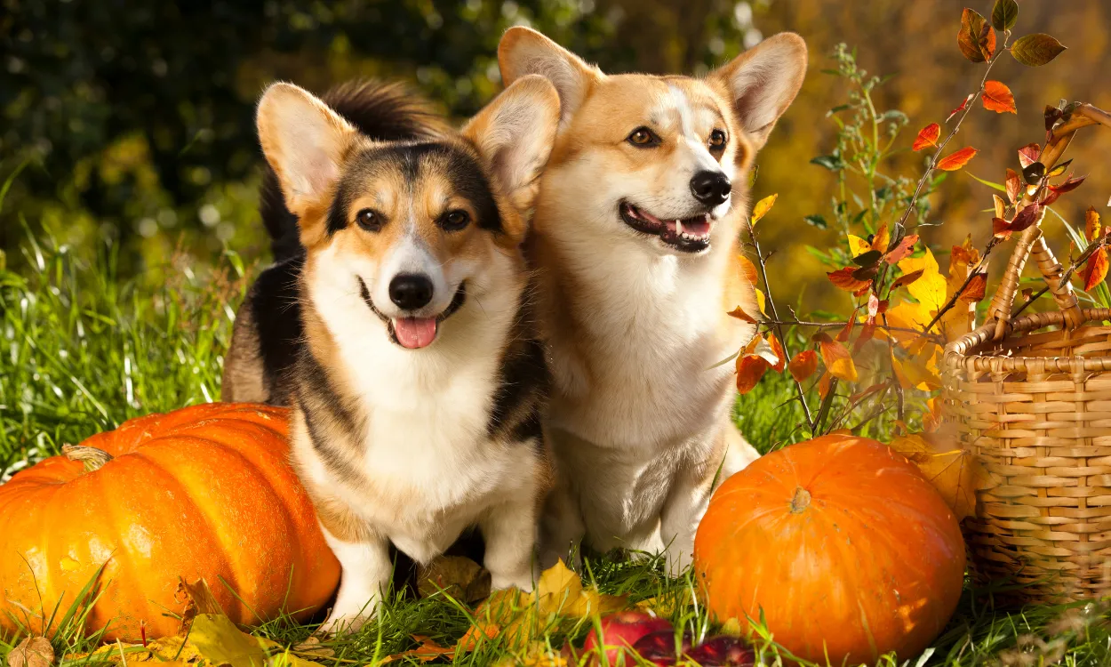 How to Cook Pumpkin for Dogs